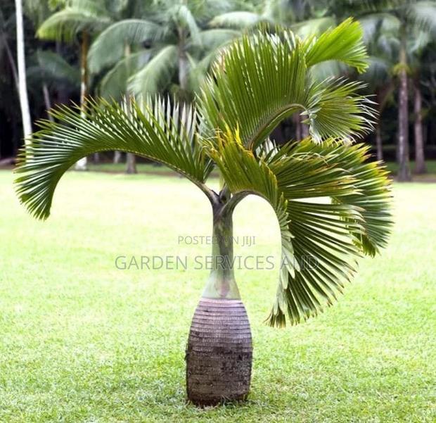 Shampagn Palm for Sale · Photo 2