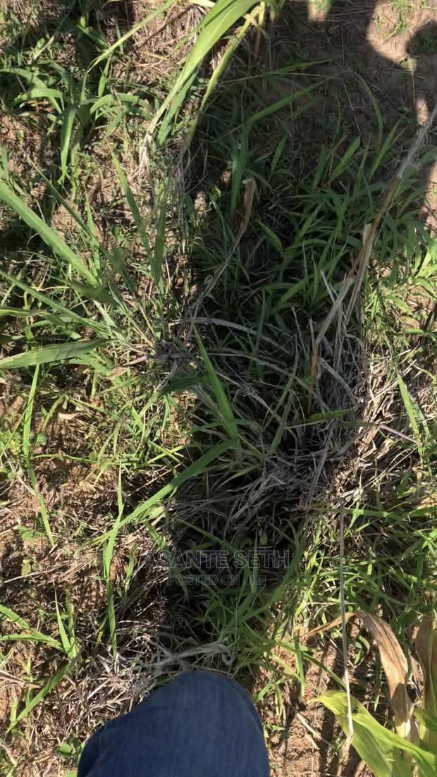 1 Plot of Lands for Sale With Original Documents photo 9