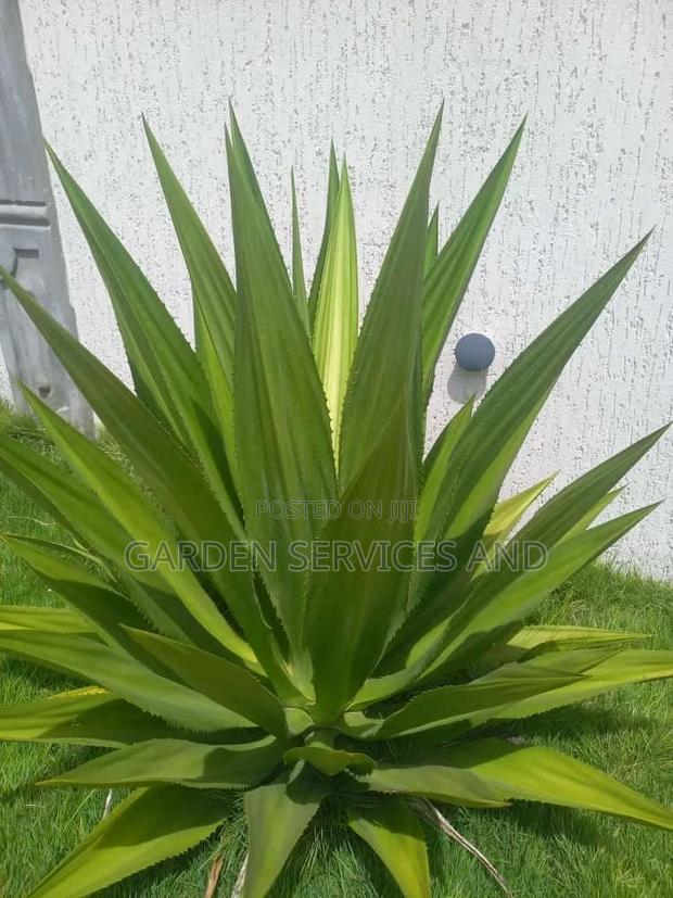 Plant for Sale · Photo 2