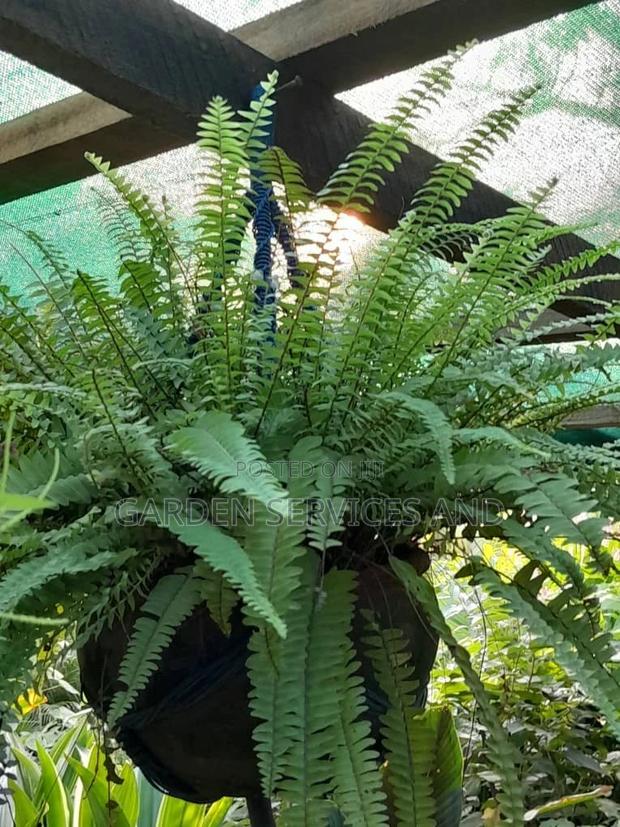Fern for Sale · Photo 2
