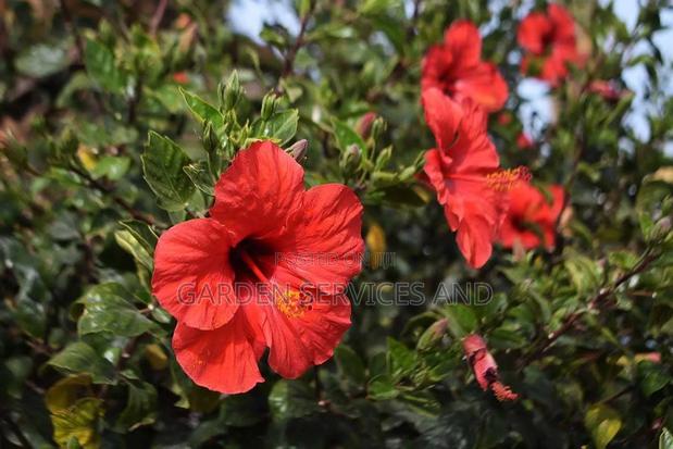 Hibiscus Flower for Sale · Photo 3