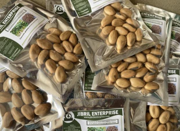 Yellowish Sword Beans (Canavalia Gladiata) · Photo 4