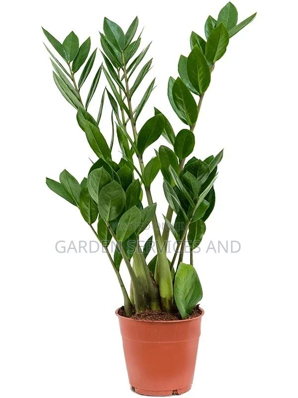 Zz Plant for Sale photo 3
