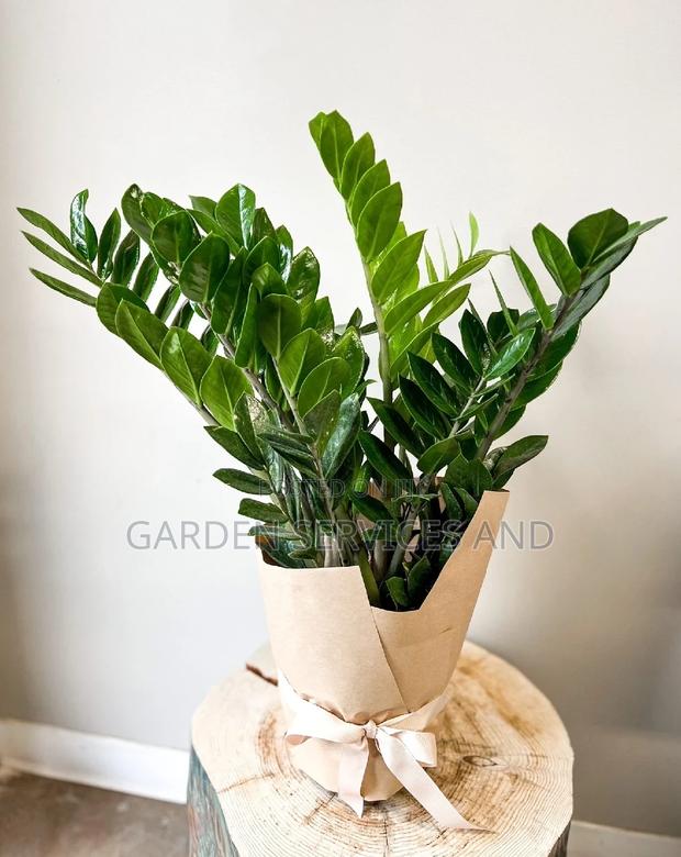 Zz Plant for Sale photo 2