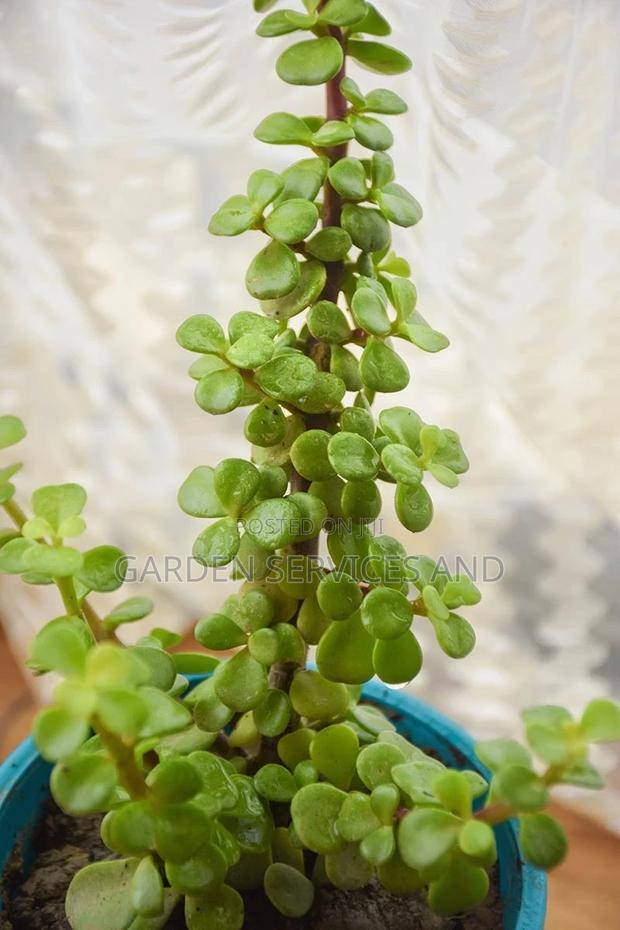 Jade Stones photo 2