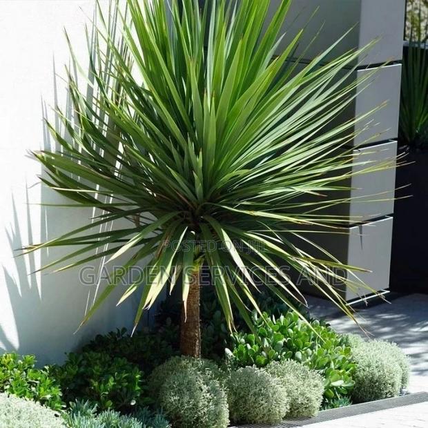 Yucca for Sale