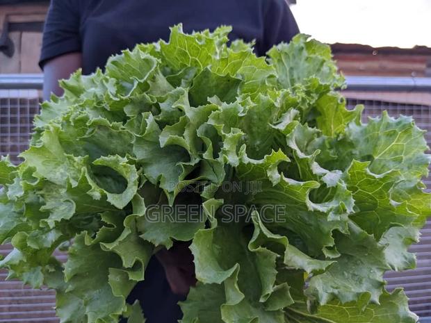 Lettuce Seeds photo 2