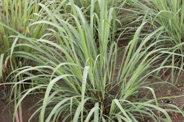 Foreign Lemongrass Seedlings photo 2
