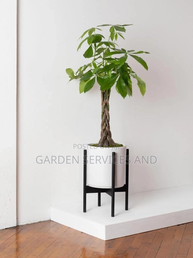 Money Tree
