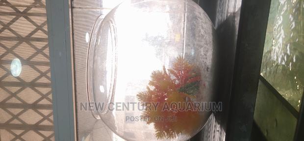 Fish Bowl Set Up With Everything photo 2