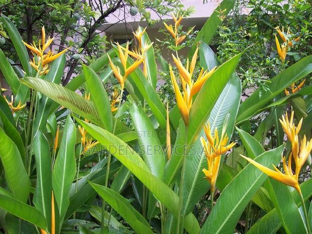 Heliconia for Sale · Photo 4