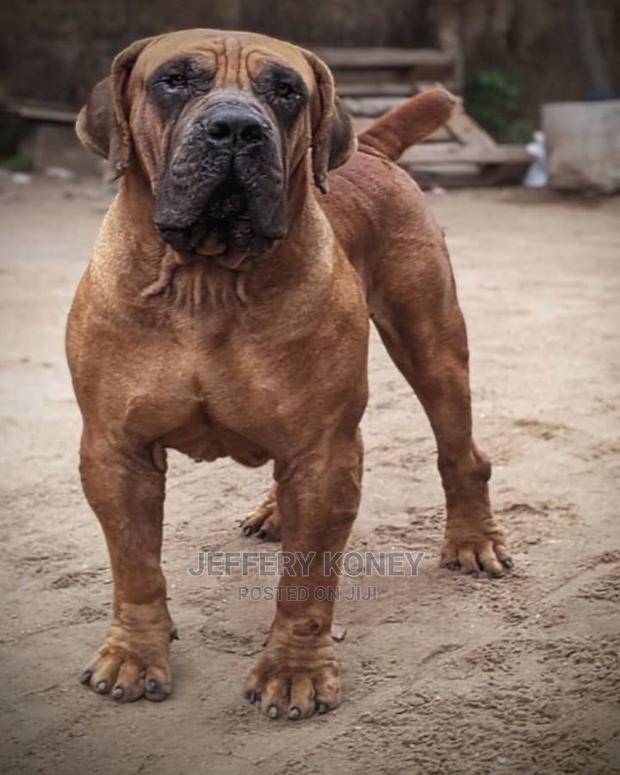 Boerboel Available for Stud · Photo 2