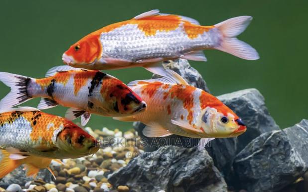 Koi’S Fish Available · Photo 3