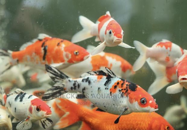 Koi’S Fish Available · Photo 4