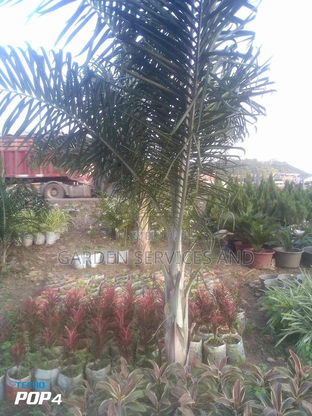 Dipsis Decaryi photo 2