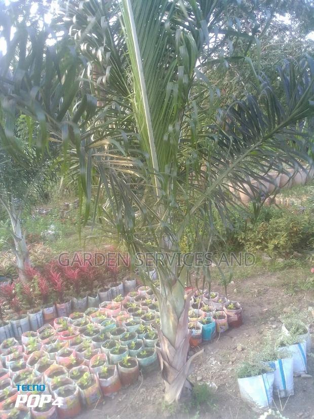 Dipsis Decaryi photo 3