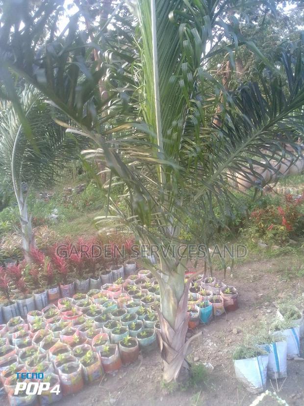 Dipsis Decaryi photo 4