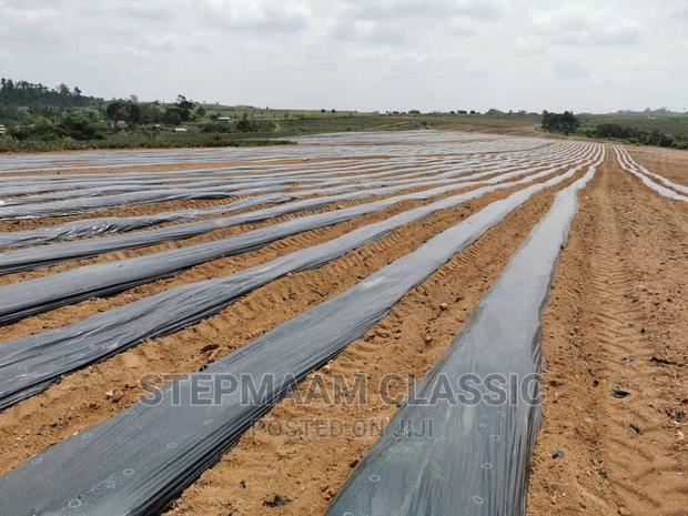 Plastic Mulch · Photo 2