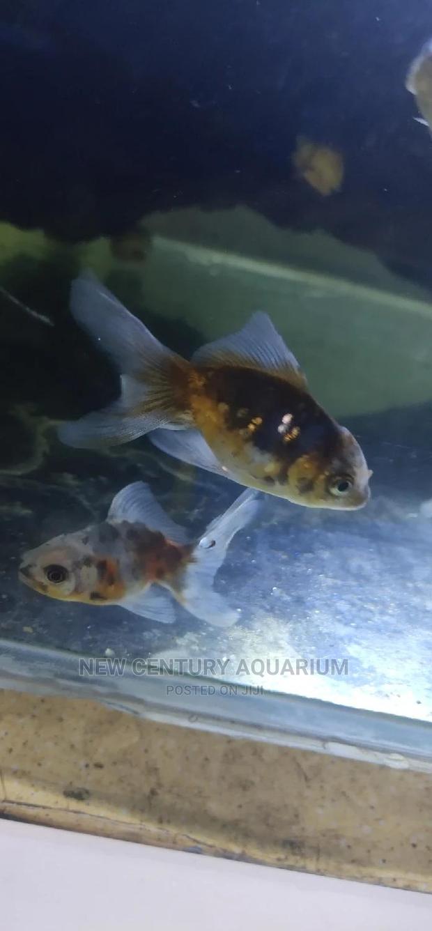 Kalico Fish