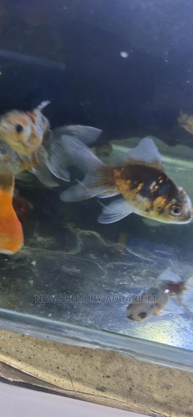 Kalico Fish photo 2