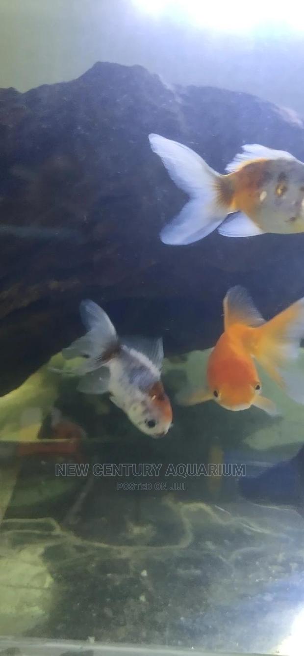 Kalico Fish photo 3