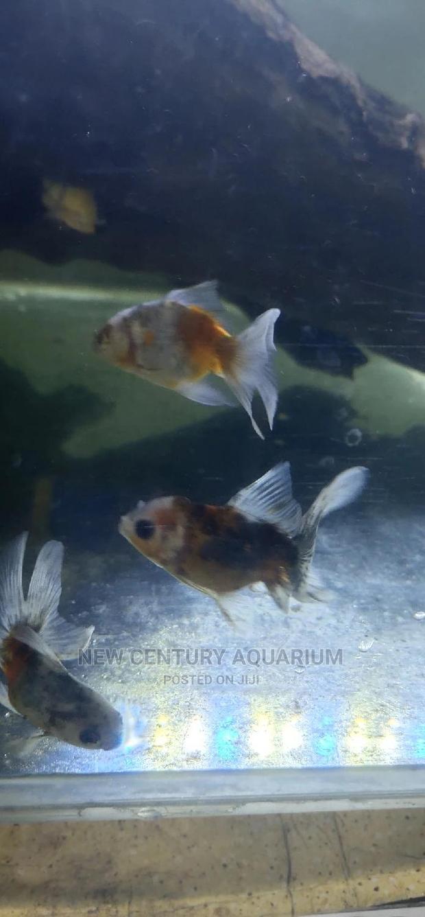 Kalico Fish photo 4