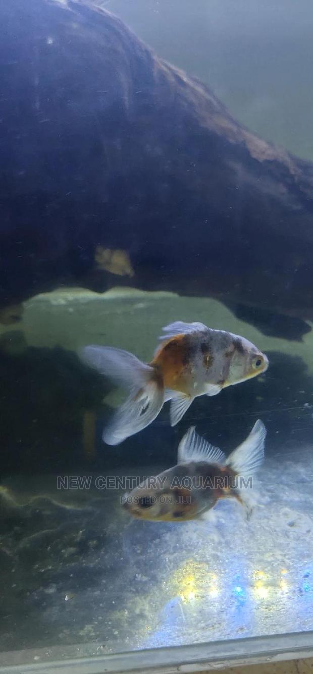 Kalico Fish photo 5
