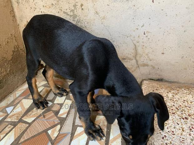 1-3 months Male Purebred Doberman Pinscher · Photo 1