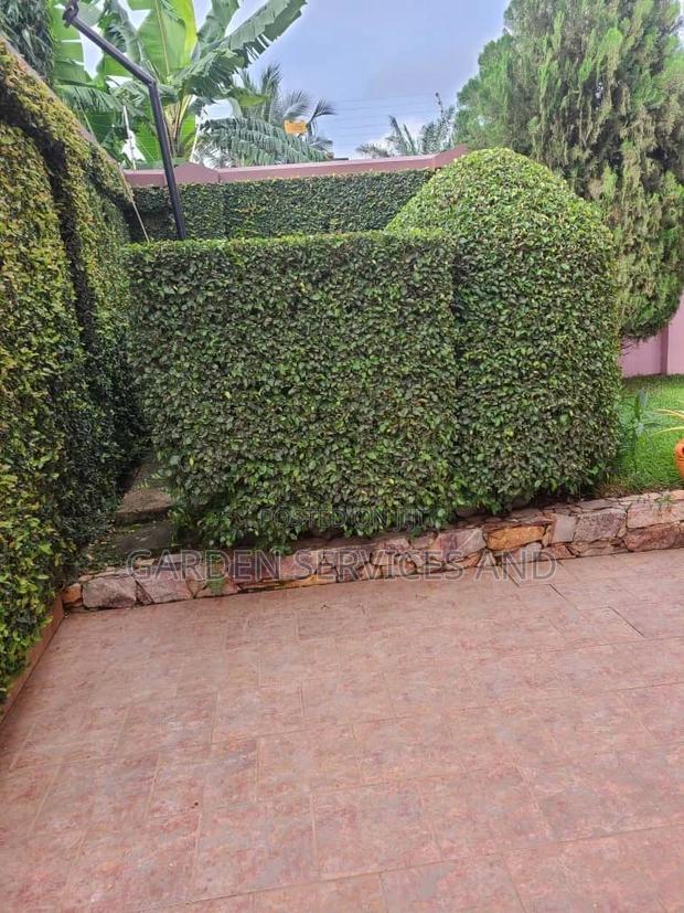 Wall Ficus For Sale photo 2