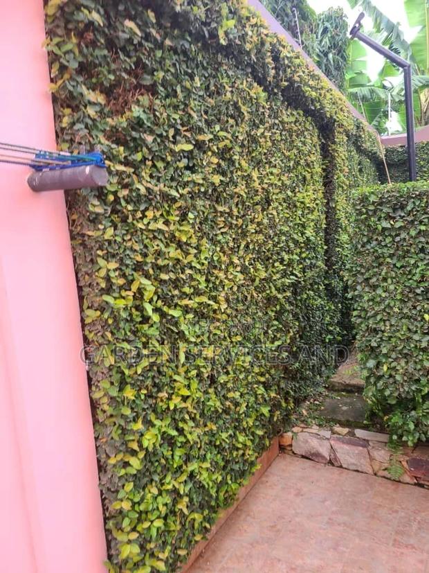 Wall Ficus For Sale photo 3