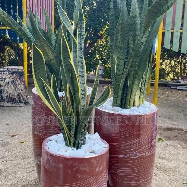Sansevieria With Pot and Stones for Sale
