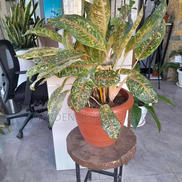 Aglaonema With Pot for Sale photo 2