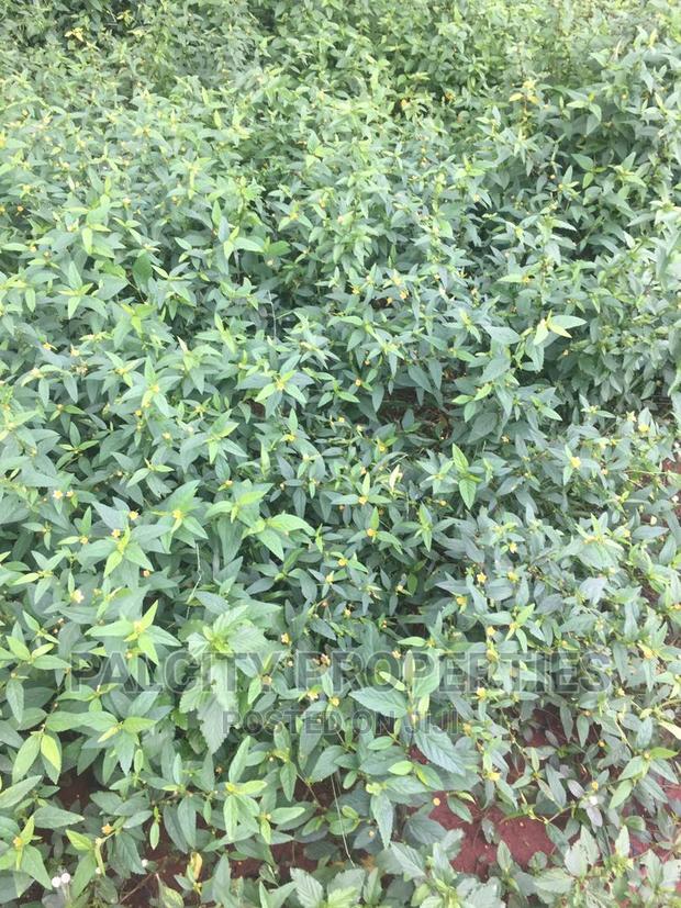 100 Acres of Farm Land for Sale at Kumawu Area · Photo 4