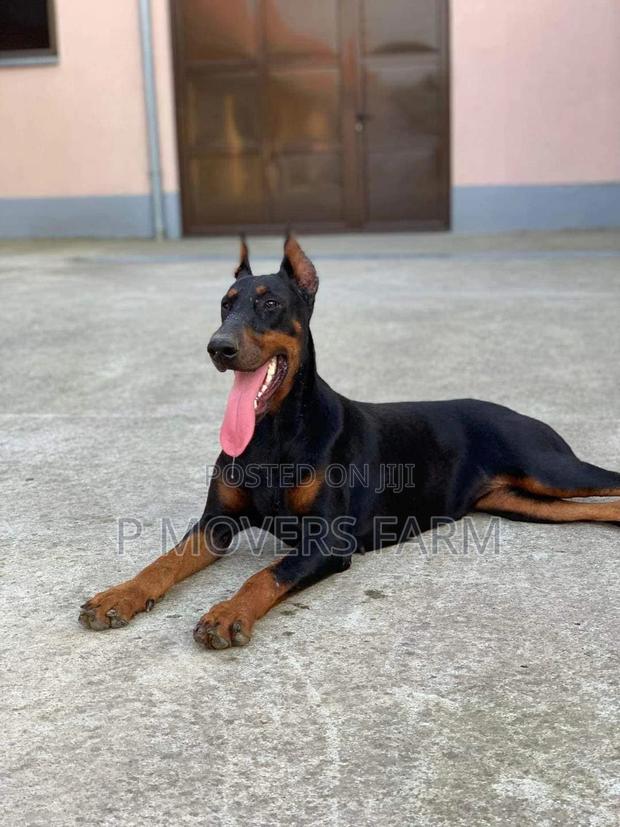 1-3 months Male Purebred Doberman Pinscher · Photo 2
