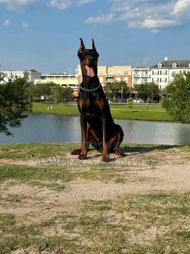 1-3 months Female Purebred Doberman Pinscher · Photo 2