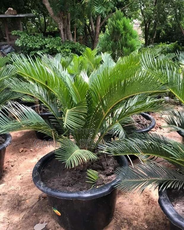 Sago Palm for Sale photo 2