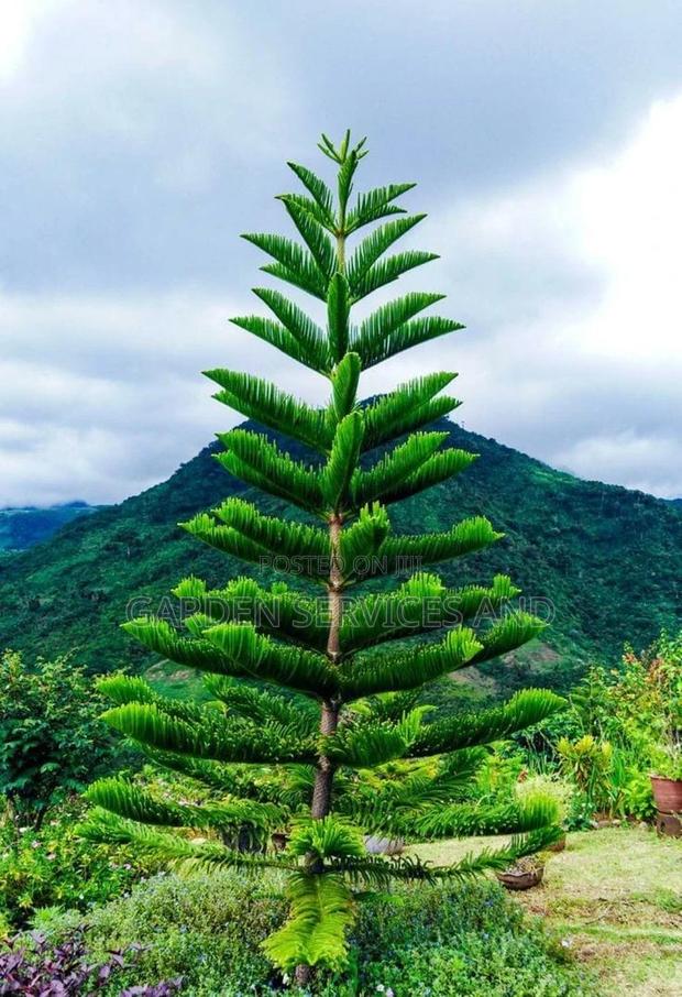 Arecaria for Sale · Photo 2