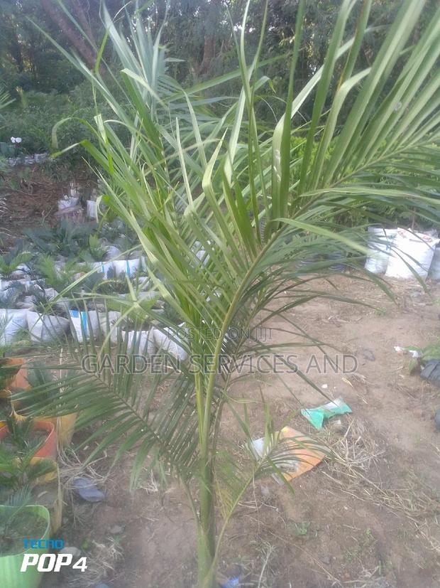 Royal Palm for Sale photo 2