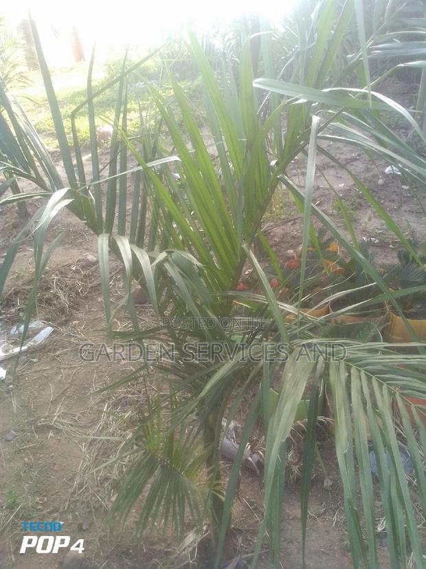 Royal Palm for Sale photo 3