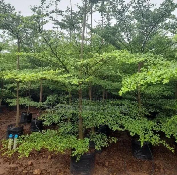 Umbrella Tree for Sale · Photo 3