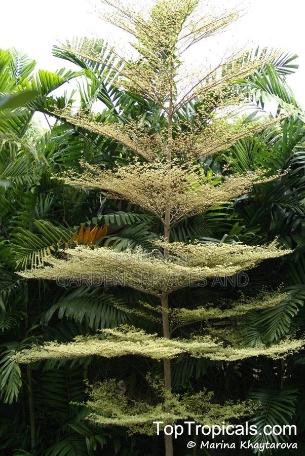 Umbrella Tree for Sale · Photo 4