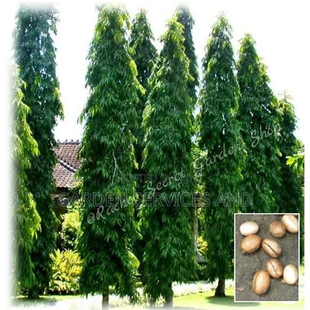 Indian Tree for Sale