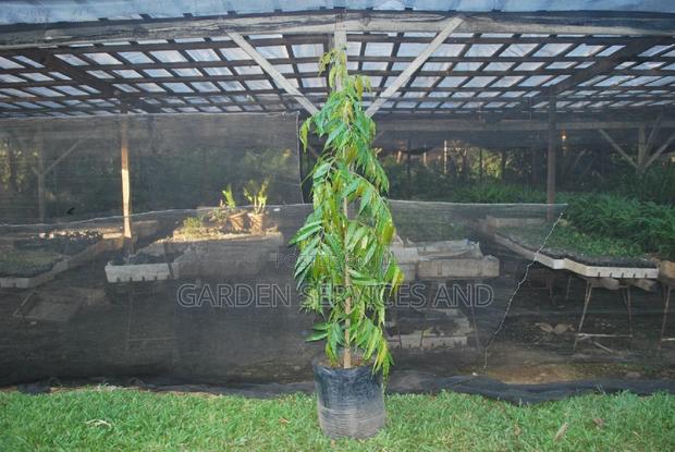 Indian Tree for Sale photo 2