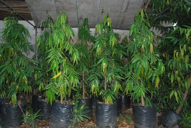 Indian Tree for Sale photo 3