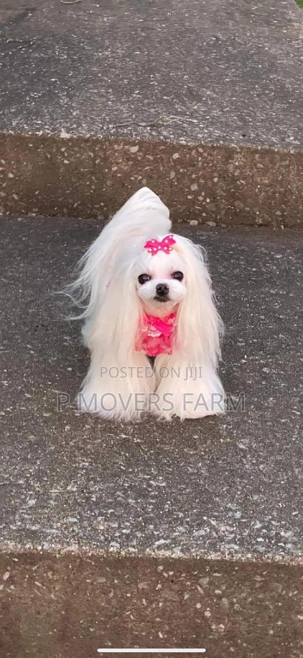 1-3 months Female Purebred Poodle · Photo 2