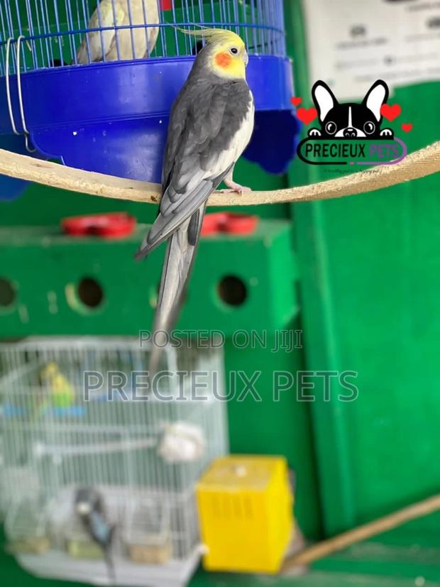 Tamed Male Cockatiels Parakeet · Photo 4