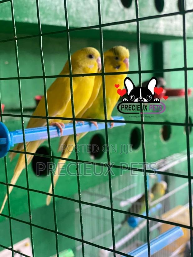 Pair of Yellow Colored Budgies · Photo 2