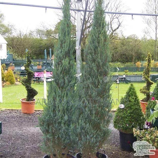 Sky Rocket Thuja for Sale photo 4