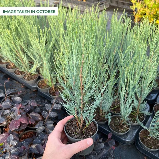 Sky Rocket Thuja for Sale photo 6