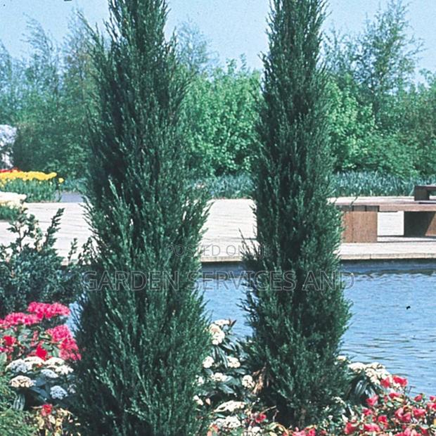 Sky Rocket Thuja for Sale photo 2